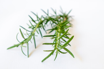 Rosemary branch, close-up, isolated on white background