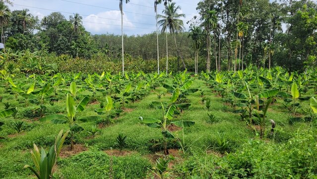Mixed Farming with Banana and Areca Palm Plantation