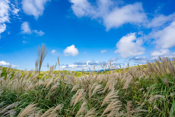 阿蘇のすすきの迷路の風景