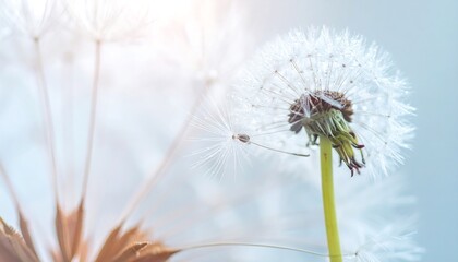 Graceful dandelion seed head, ethereal and luminous, ready to spread its feathery seeds on the gentle breeze, symbolizing renewal and delicate natural beauty