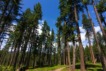 Pine Forest Landscape Under a Bright Blue Sky