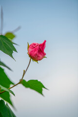 Close-up of pink hibiscus flowers