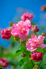 Close-up of pink hibiscus flowers