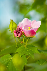Close-up of pink hibiscus flowers