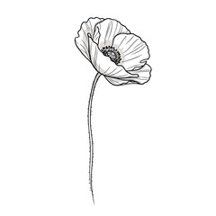 A delicate line drawing of a single poppy flower with a long stem