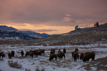 Yellowstone bison herd at sunset  © Rio’s Stock