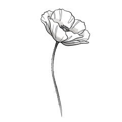 poppy flower isolated on white background