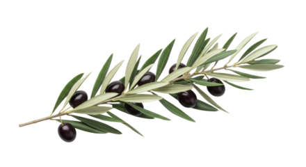 A single olive branch with black olives and green leaves on a white background 2.