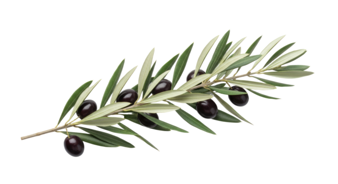A single olive branch with black olives and green leaves on a white background 2.