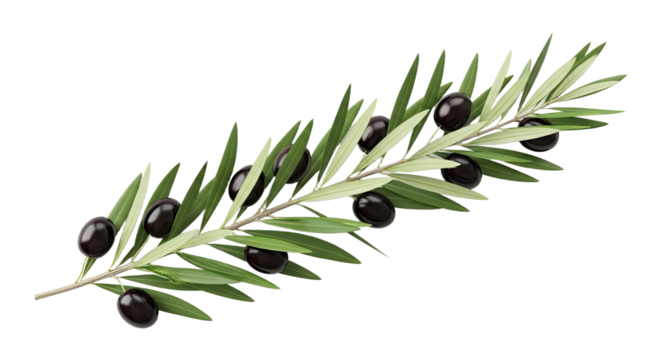 A single olive branch with ripe black olives and green leaves. - Powered by Adobe