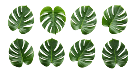 Collection of Eight Monstera Deliciosa Leaves Isolated on White Background.