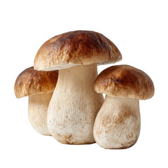 Fresh porcini mushrooms offer earthy flavor and culinary delight for gourmet cooking