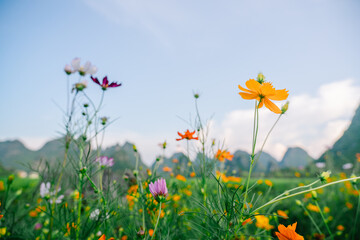 Blooming Field and Karst Peak Landscape in Guilin,China
