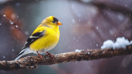 Vibrant American Gold Finch Perched on a Snow-Covered Tree Branch in a Winter Landscape