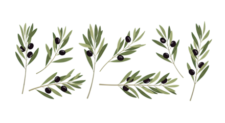 Collection of Olive Branches with Black Olives 1.