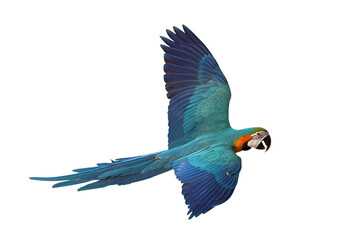 Colorful flying Blue and Gold Macaw parrot isolated on transparent background png file	
