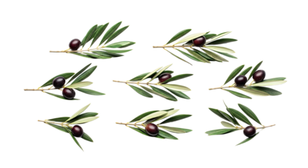 Collection of Olive Branches with Black Olives on White Background 1.