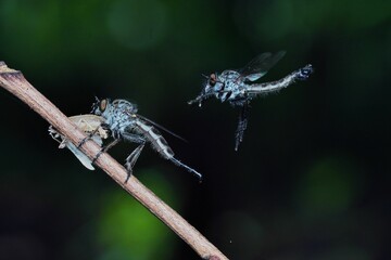 dragonfly on a branch