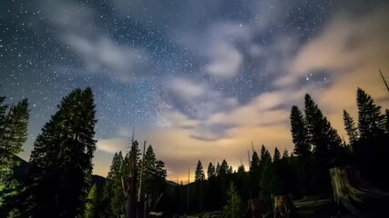 Forest night view Milky Way galaxy and starry sky visible over trees, nature theme - Powered by Adobe