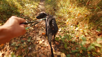 A black dog on a leash explores a serene forest path, with sunlight filtering through the trees. The image evokes themes of pet adoption and outdoor adventures.