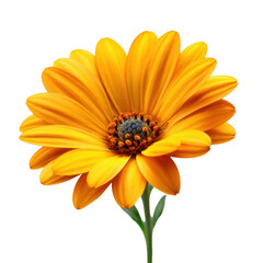 Obraz premium Vibrant orange daisy flower bloom showcasing delicate petals and intricate center detail
