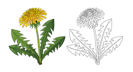 Vibrant yellow dandelion flower with its distinctive green leaves, presented as both a detailed colored illustration and a dotted outline drawing.