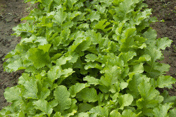A close-up of a turnip field.