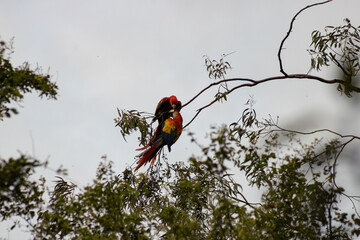 Red parrots sharing some love on a branch © DANNY