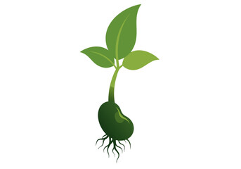 A simple vector graphic illustrating the germination process of a bean seed, showing a green seedling with new leaves and roots, symbolizing new life and fresh beginnings