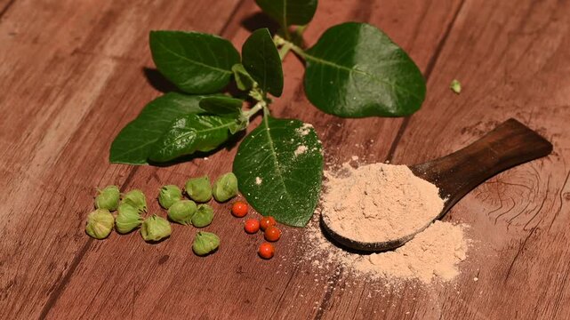 Withania somnifera ( Ashwagandha) Root powder, Green Fruit, green leaves on wooden background. Herb