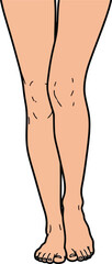 Vector illustration of female legs in a simple drawing style showing joint anatomy and body part vector