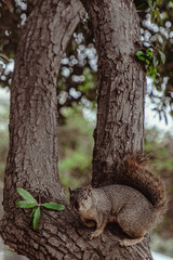 Squirrel