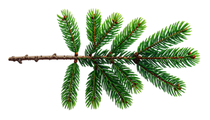 Green evergreen branch with detailed needles, isolated on black