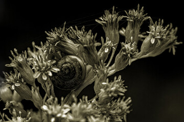 Zwischen den goldenen Blüten eines späten Herbsttags ruht eine kleine Schnecke – still, geduldig, vollkommen im Moment. Der Tau des Morgens glitzert noch auf den feinen Fäden eines Spinnennetzes,