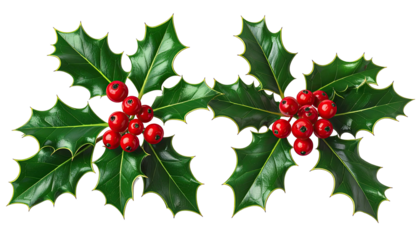 Holly sprigs display glossy leaves, red berries on black