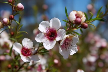 Obraz premium Sun-Kissed Manuka Blossoms: Embracing the Essence of Horticultural Beauty in Summer Outdoors