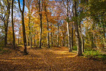 Obraz premium autumn in the forest