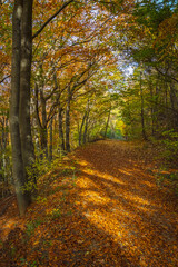 autumn in the forest