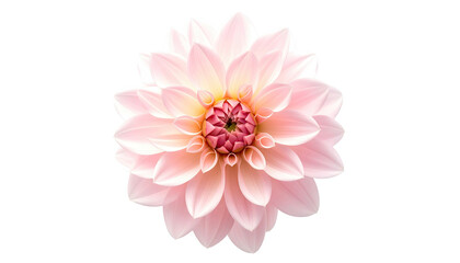 Pale pink dahlia blossom, viewed from above, isolated against black