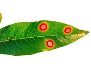 Leaf Disease with Circular Target Spots (Transparent Background)