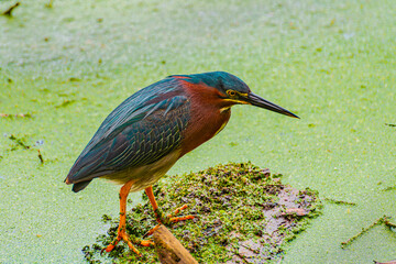 Green heron on mossy log
