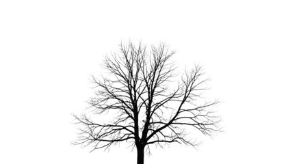 Silhouette of bare tree isolated on transparent background