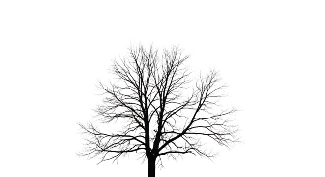 Silhouette of bare tree isolated on transparent background