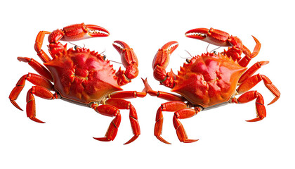 Two cooked, red crabs face each other, isolated on black