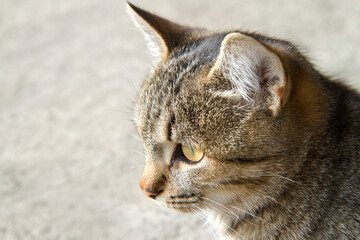 Close-up profile of a young gray cat. Head of a domestic cat with yellow eyes