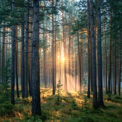 Obraz premium Sunlit Woodland Canopy: Sunlight streams through a dense forest of towering trees, illuminating the tranquil undergrowth and creating an ethereal, inspiring panorama. 