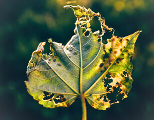 Backlit Leaf with Large Holes and Severe Insect Damage