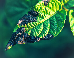 Close-up of Plant Leaf Necrosis and Disease Damage Symptoms