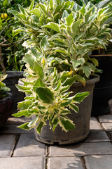 Variegated Kalanchoe laciniata (Christmas Tree Plant) Succulent in Pot