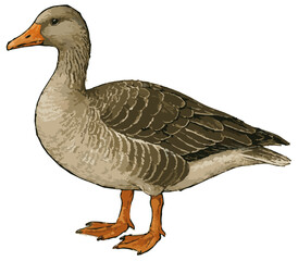 Anser anser illustration